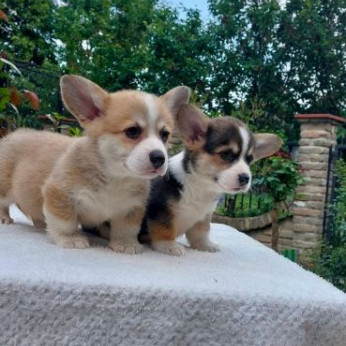 Walesi corgi pembroke kölykök