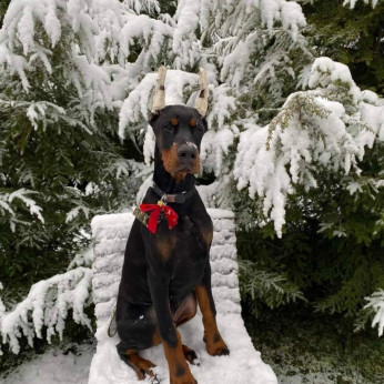 Doberman GYÖNYÖRŰ kutyusok