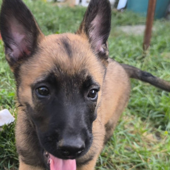 Malinois belga juhászkutya kölykök