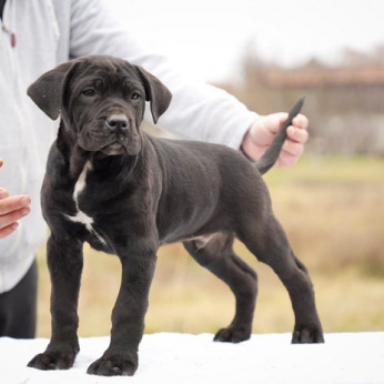Cane Corso kölykök