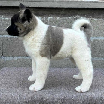 Amerikai akita, TOP kölykök