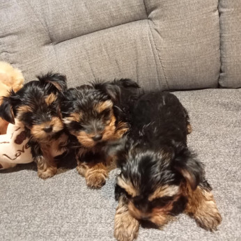 Yorkshire terrier kiskutyák