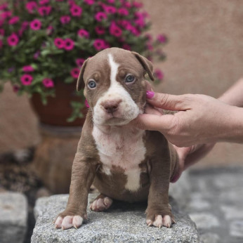 American Bully XL kölykök eladók