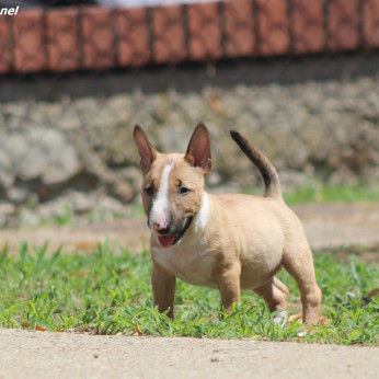 Miniatűr bullterrier kölykök