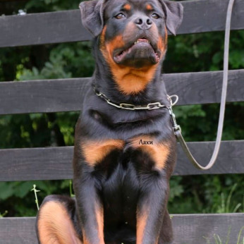 Rottweiler kölykök