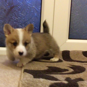 Pembroke Welsh Corgi kölykök kaphatók.