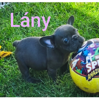 Francia bulldog kiskutyák