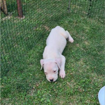 Dogo Argentino – Gyönyörű kölykök