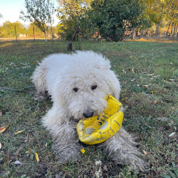 Cuki komondor szuka, 1,5 éves – Ingyen elvihető