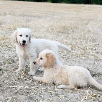Golden Retriever kiskutyák eladók!