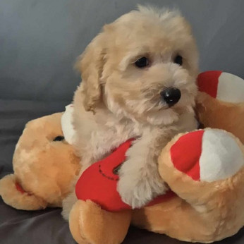 Uszkár és Maltipoo kölykök
