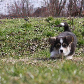 Pembroke walesi corgi kölykök