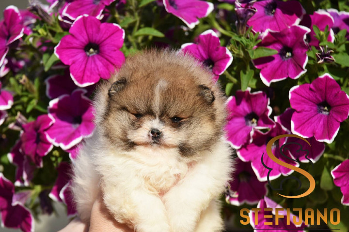 Pomerániai Boo – gyönyörű kölykök