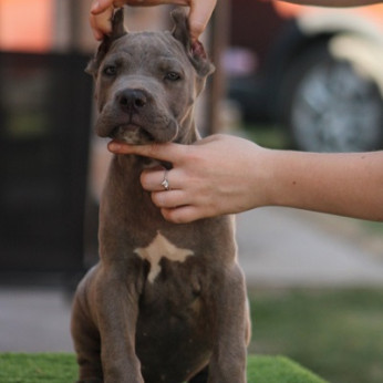 Cane corso kölykök