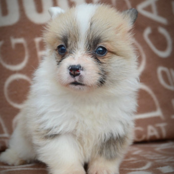 Welsh Corgi Pembroke kölykök