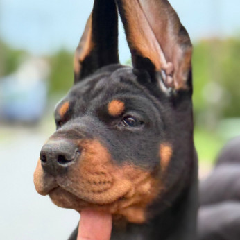 Dobermann – Gyönyörű kölykök