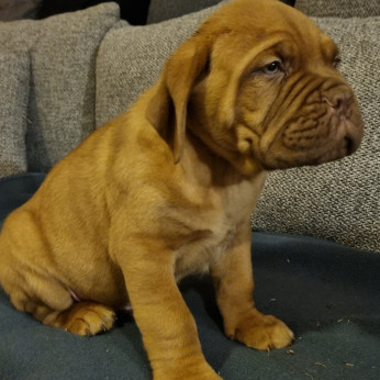 Bordeaux-i dog kiskutyák