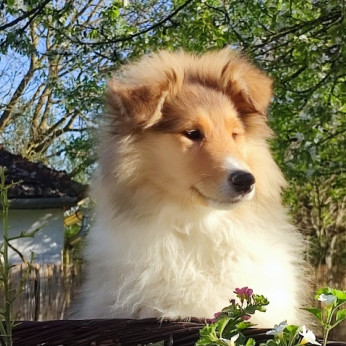 Collie-skót juhász kan kölyök