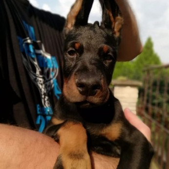 Doberman kiskutyák eladók