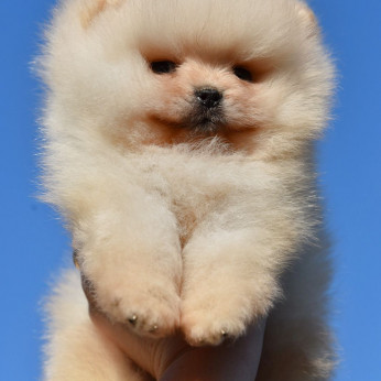 Pomerániai Boo kölykök