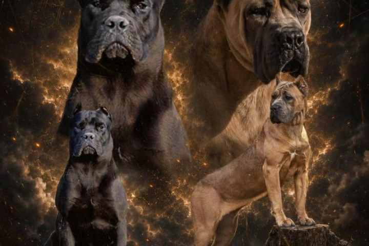 Cane Corso gyönyörű kölykök