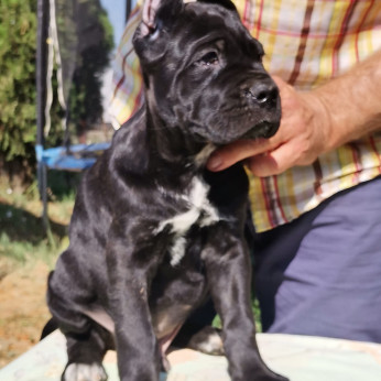 Cane Corso kölyök eladó