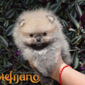 Pomerániai Boo, Tea csésze Pomerániai kiskutya