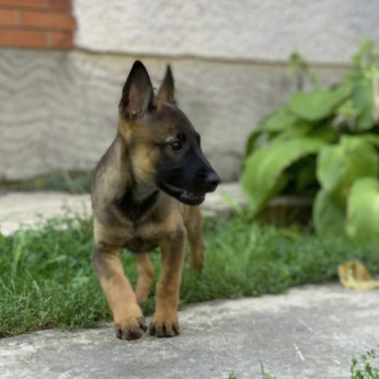 Malinois belga juhászkutya kölykök