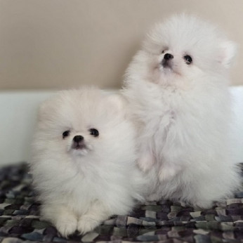 Pomerániai törpespiccek, gyönyörű kölykök