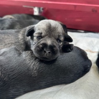 Só-bors közép schnauzer kiskutyák költöznének