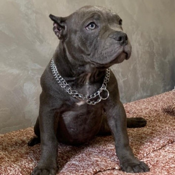 American Bully Exotic Micro kölykök