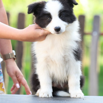 Border Collie kölykök