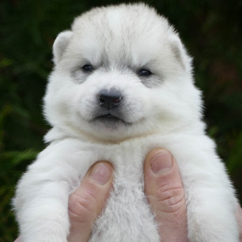 Szibériai husky kölykök
