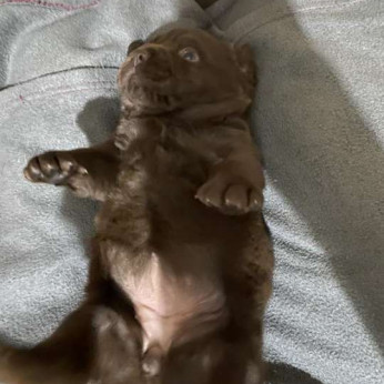 Labrador retriever kölykök