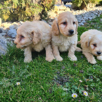 Goldendoodle kiskutyák eladók