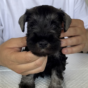 Miniatűr schnauzer kölykök