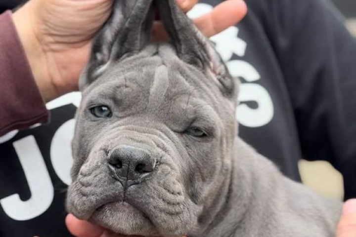 Cane Corso – eladó kölykök
