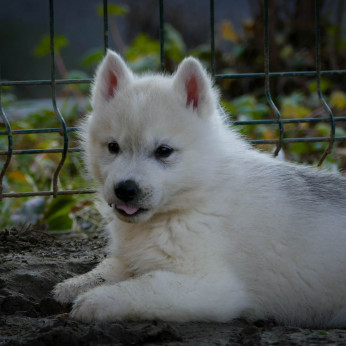Szibériai husky kölykök