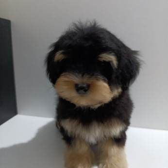 Havanese Bichon kiskutyák