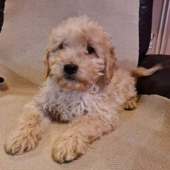 Goldendoodle kölykök