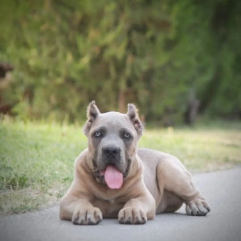 Cane Corso kölykök eladók