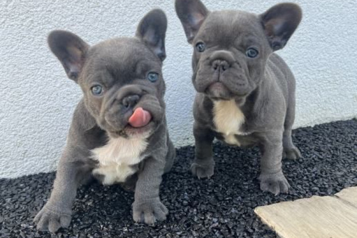 offers french bulldog puppies