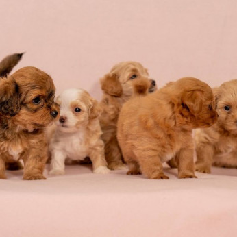 Havanese Bichon kölykök