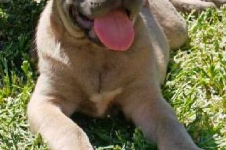 Cane Corso kölykök mindkét ivarban