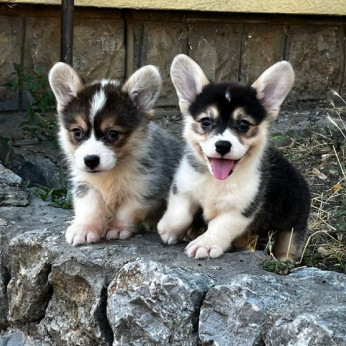 Walesi Corgi Pembroke kölykök