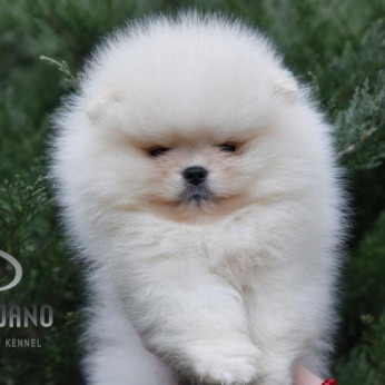 Pomeranian Boo kölykök