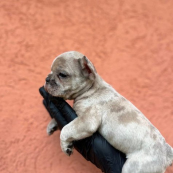 Egzotikus Francia Bulldog Balkán – KIVÁLÓ minőségű kölykök