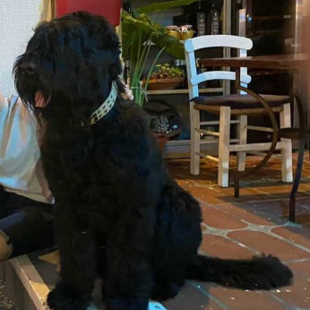 Fekete orosz terrier kölykök