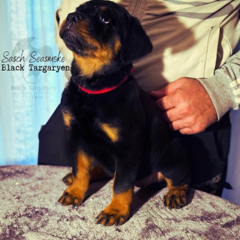 Rottweiler kölykök szuka és kan