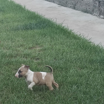 Bullterrier kölykök
